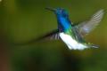 TrindadTobago/White_necked_Jacobin_IMG_1819.jpg