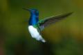 TrindadTobago/White_necked_Jacobin_IMG_1820.jpg